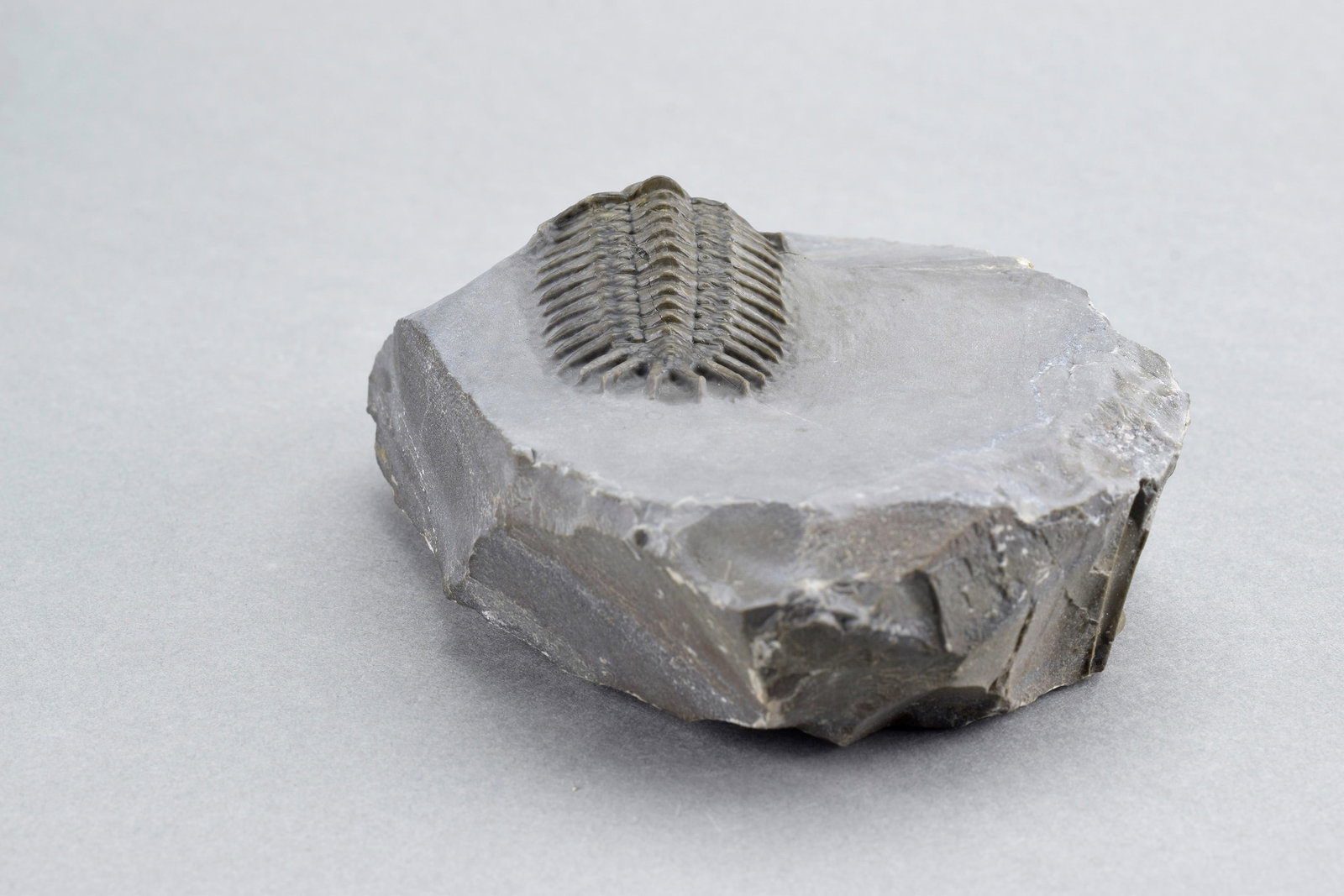 Rare trilobite Crotalocephalus africanus - 9