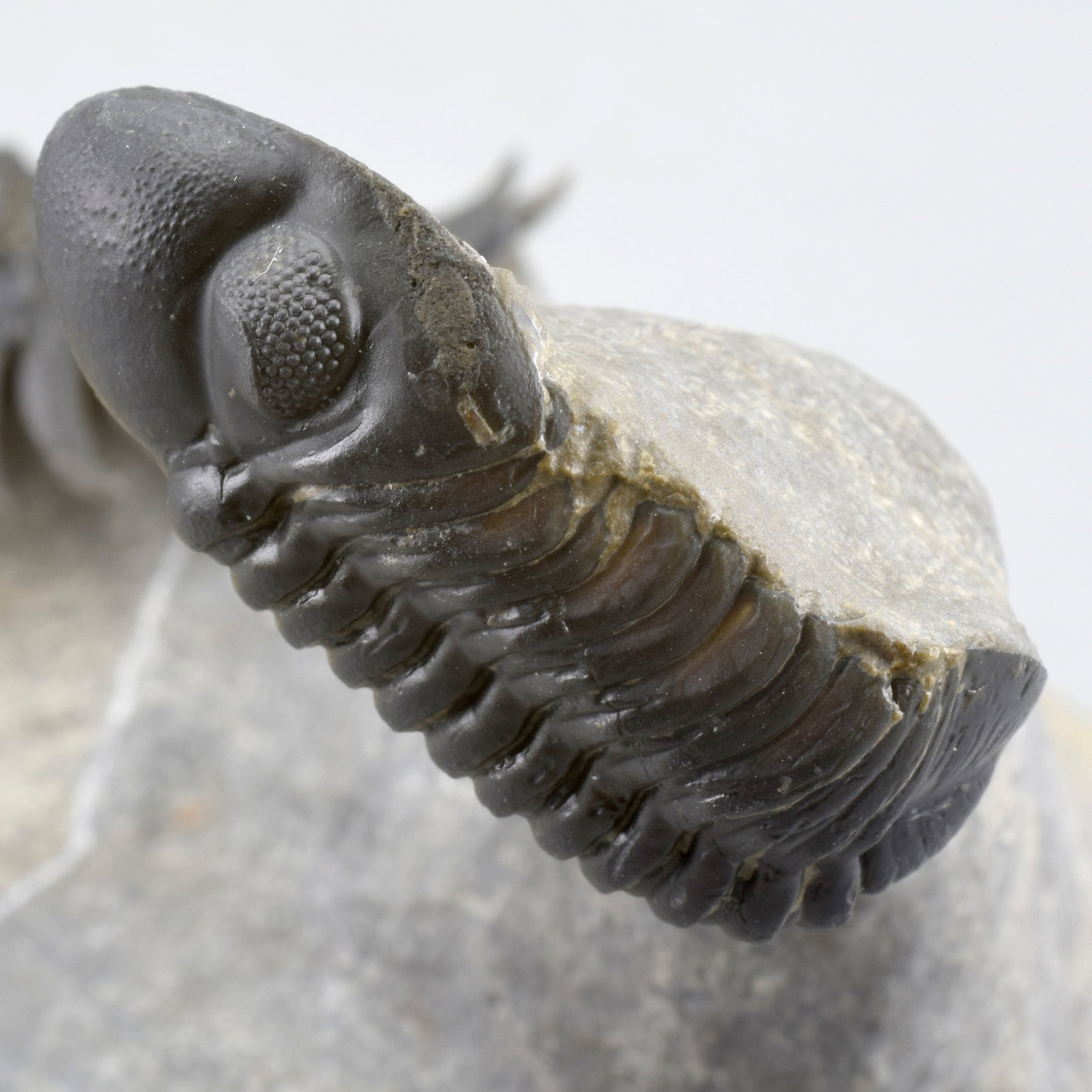 Fine trilobite combo - Crotalocephalina gr. gibbus and Phacopid - 10