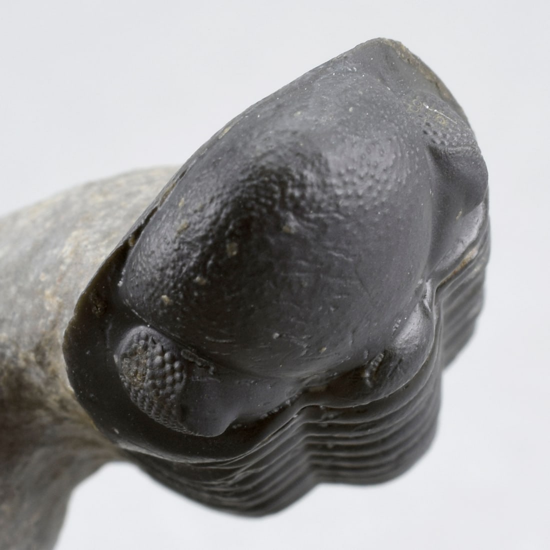 Fine trilobite combo - Crotalocephalina gr. gibbus and Phacopid - 12