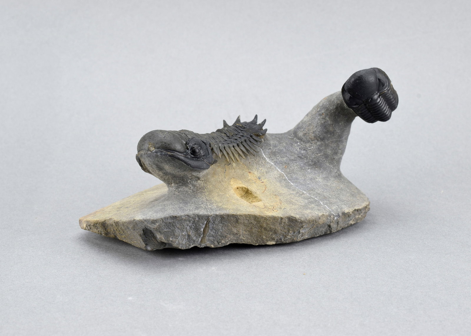 Fine trilobite combo - Crotalocephalina gr. gibbus and Phacopid - 2