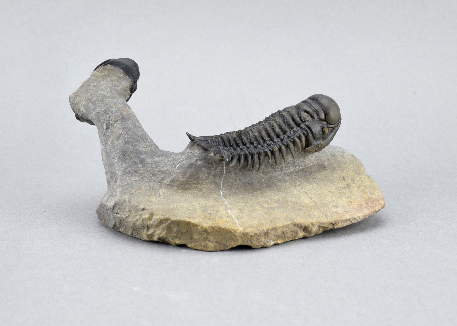 Fine trilobite combo - Crotalocephalina gr. gibbus and Phacopid - 6