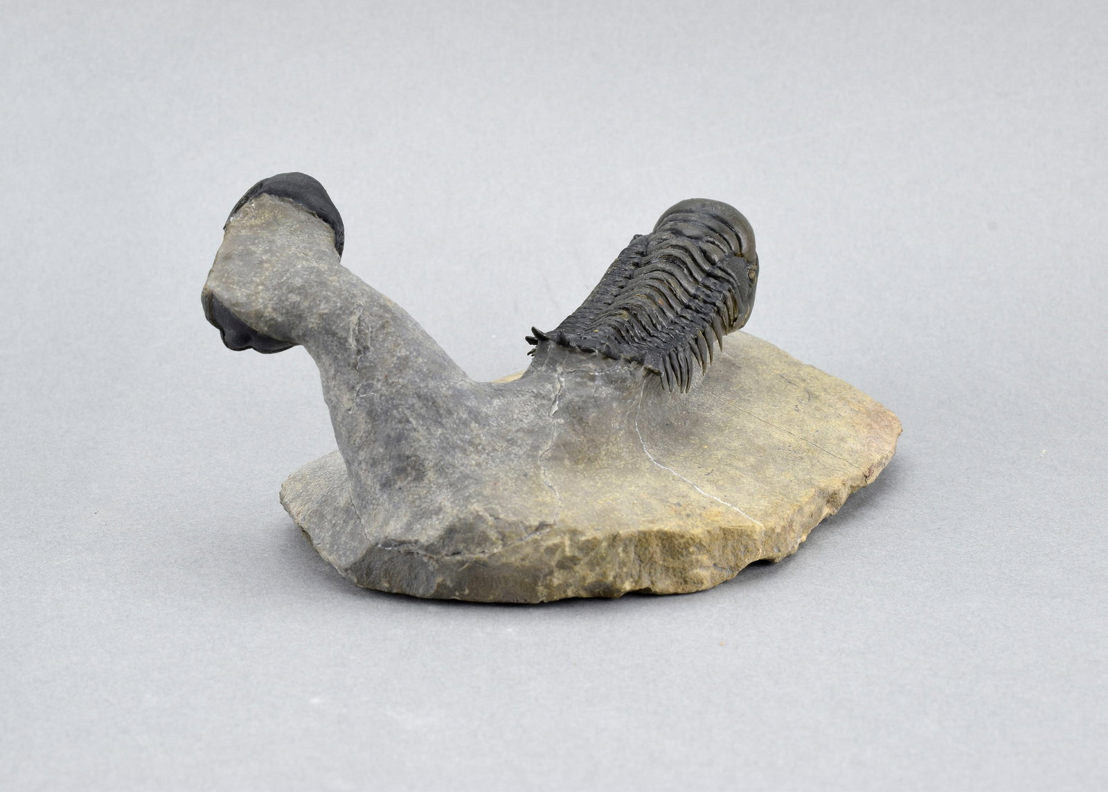 Fine trilobite combo - Crotalocephalina gr. gibbus and Phacopid - 7