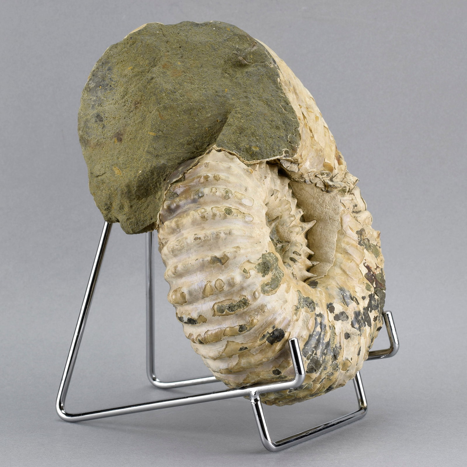 Fine 16.5 cm ammonite Douvilleiceras mammillatum - 3