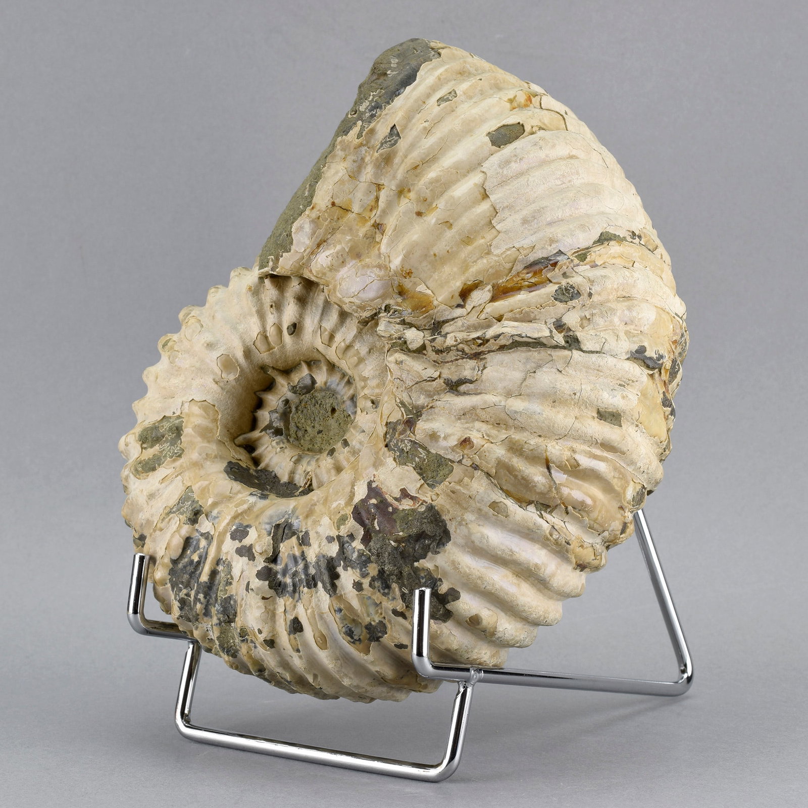 Fine 16.5 cm ammonite Douvilleiceras mammillatum - 4