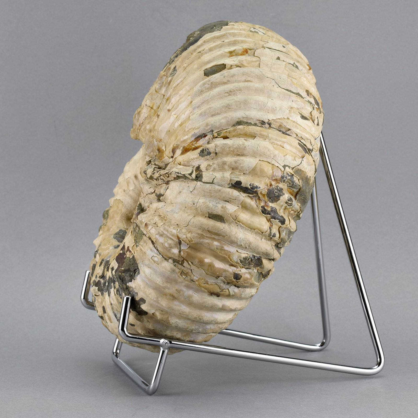 Fine 16.5 cm ammonite Douvilleiceras mammillatum - 5