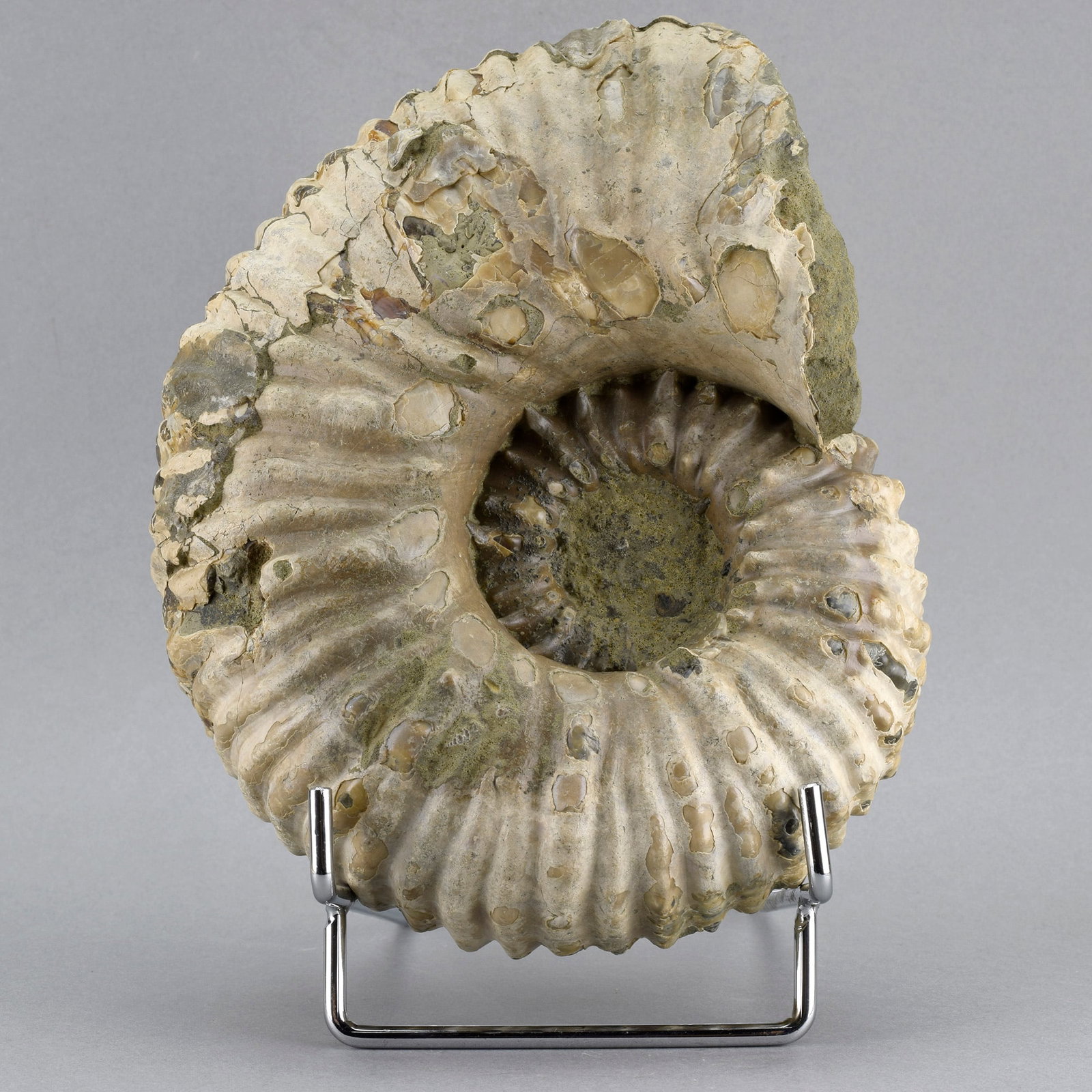 Fine 16.5 cm ammonite Douvilleiceras mammillatum - 6