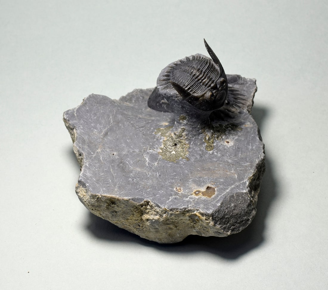 Beautiful Mrakibina cattoi combo - 4