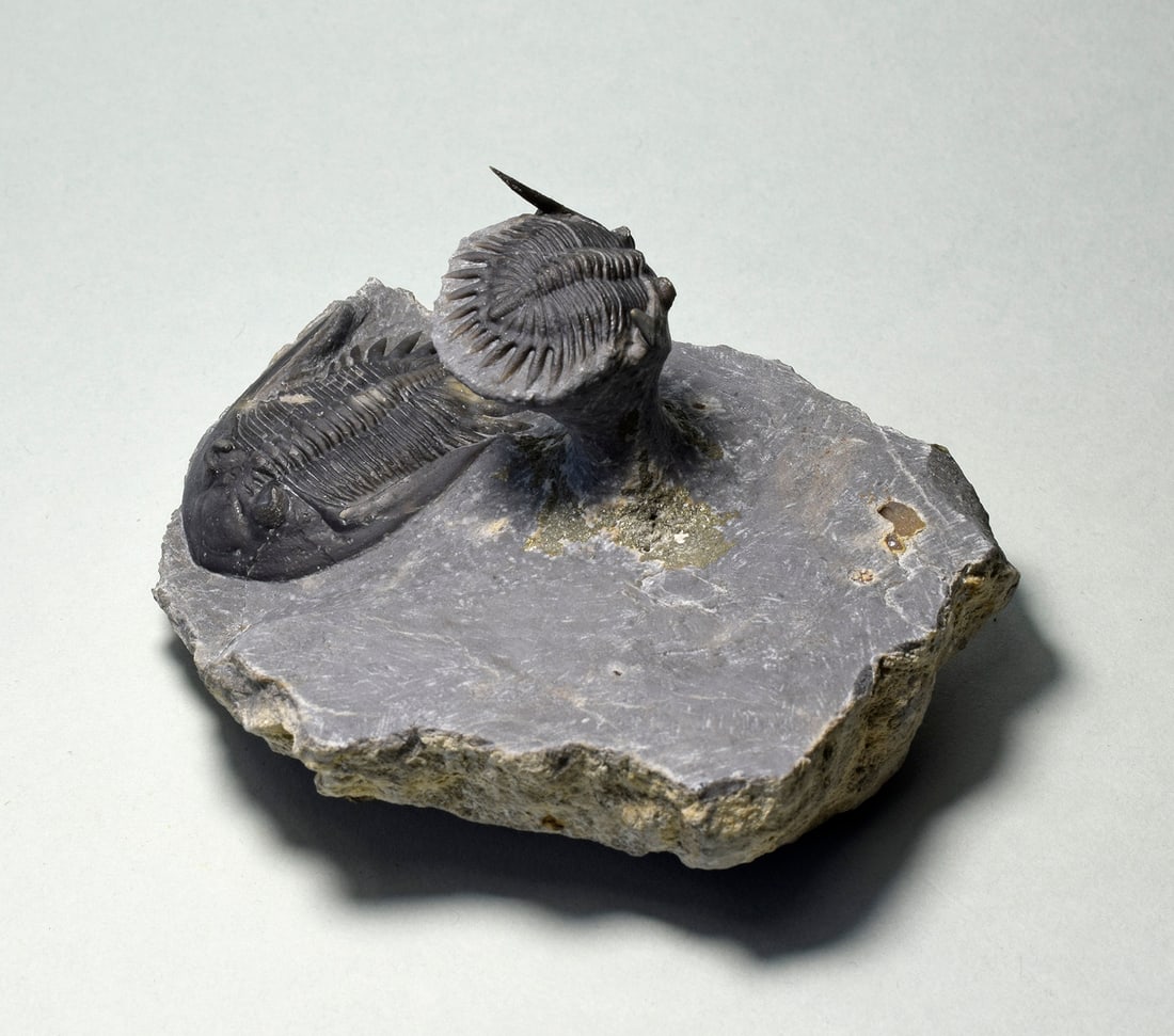 Beautiful Mrakibina cattoi combo - 5