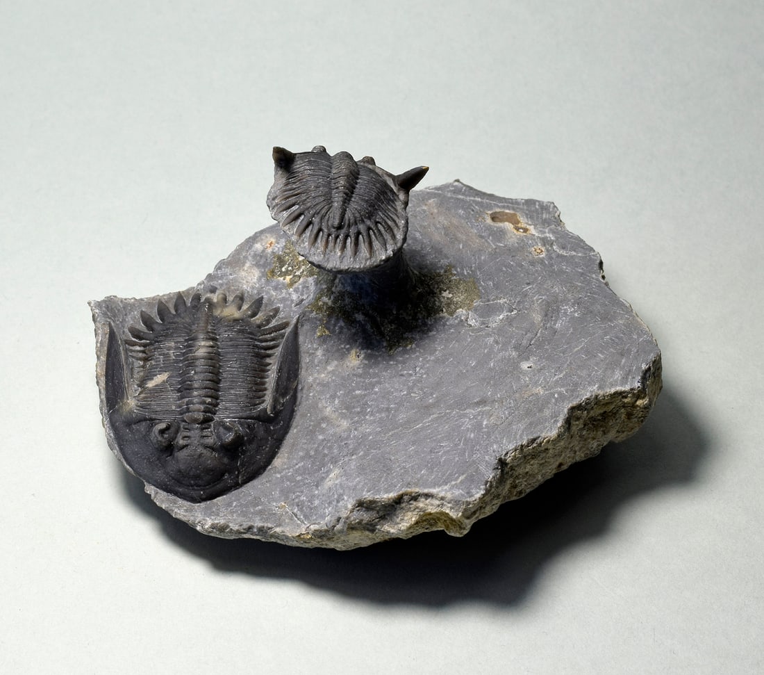 Beautiful Mrakibina cattoi combo - 6