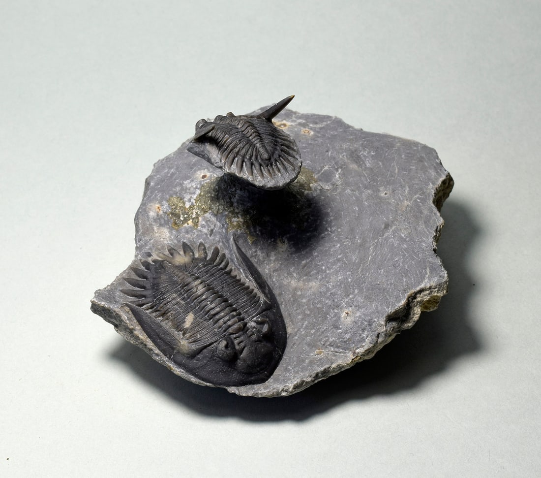 Beautiful Mrakibina cattoi combo - 7