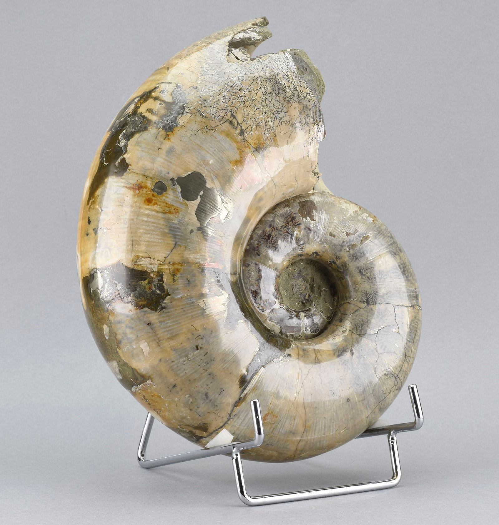 Argonauticeras besairiei ammonite with prepared septum - 2
