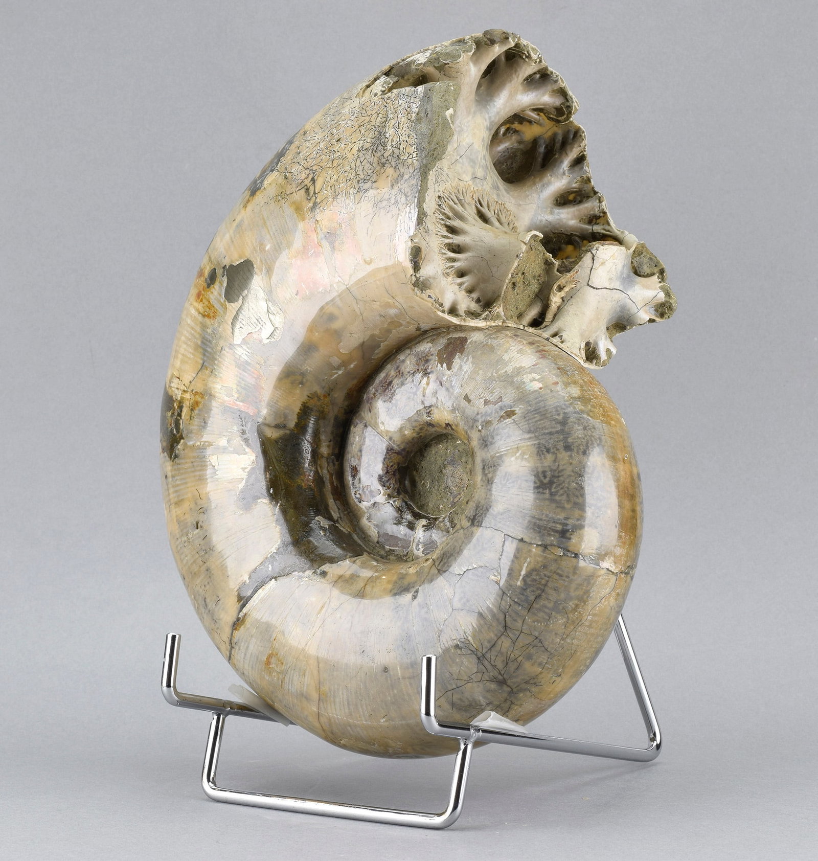 Argonauticeras besairiei ammonite with prepared septum - 4