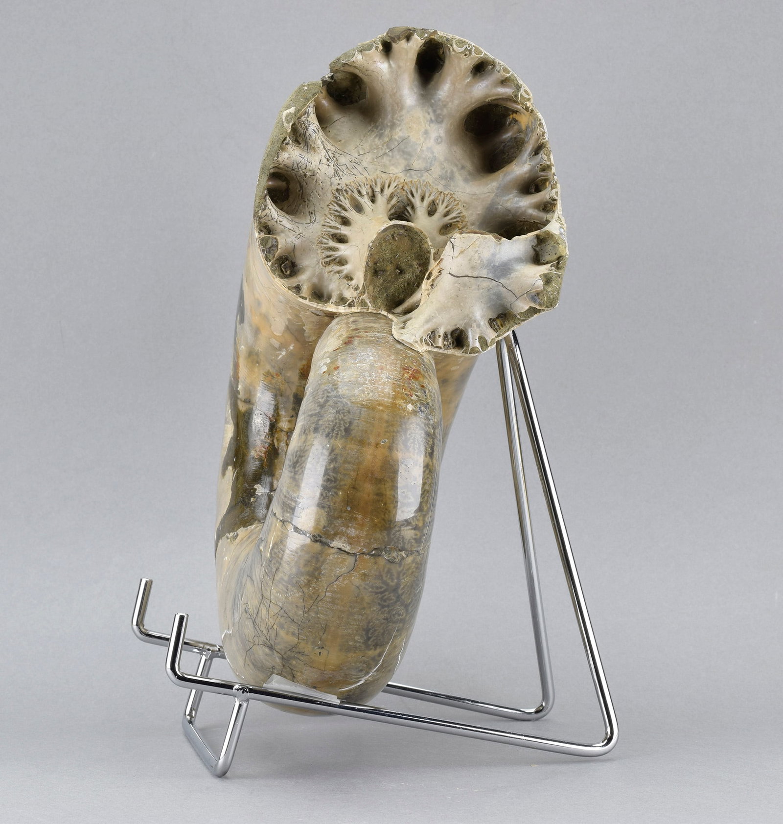 Argonauticeras besairiei ammonite with prepared septum - 5
