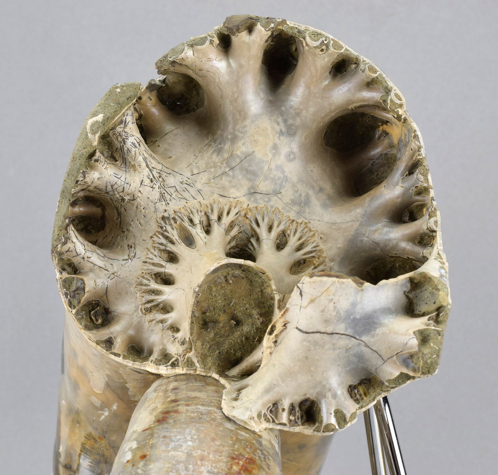 Argonauticeras besairiei ammonite with prepared septum - 6
