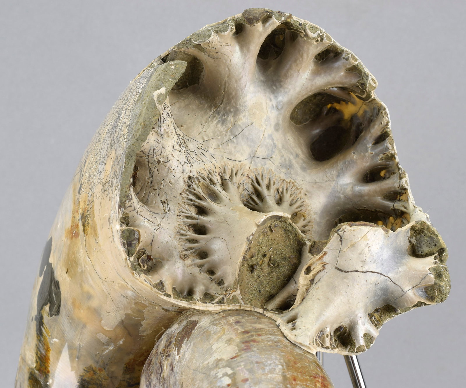Argonauticeras besairiei ammonite with prepared septum - 7