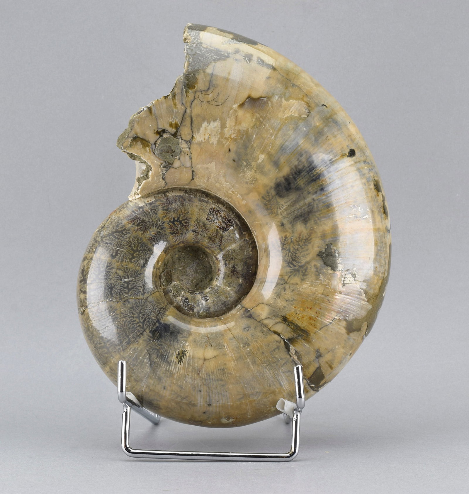 Argonauticeras besairiei ammonite with prepared septum - 8