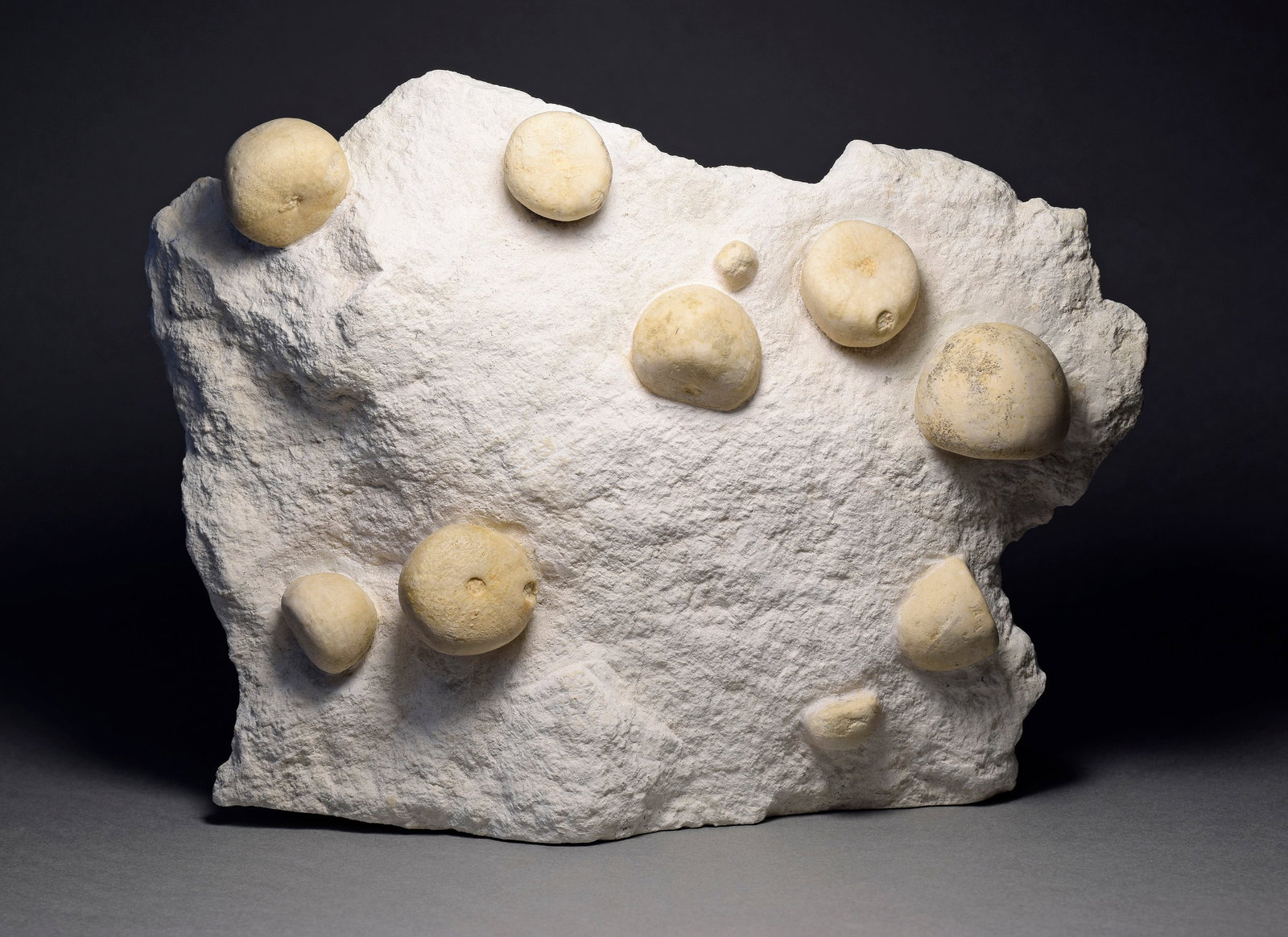 Slab with 13 Conulus subrotundus: Title: Slab with 13 Conulus subrotundusOrigin: GermanySize: 18 x 13 x 4 cm slabDescription: Species: Conulus subrotundus Age: Turonian, Cretaceous Locality: Wullen, Germany Measurements: 18 x 13 x 4