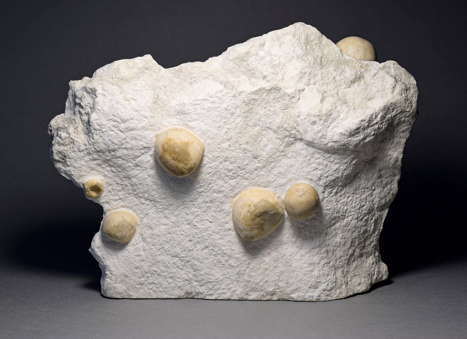 Slab with 13 Conulus subrotundus - 2