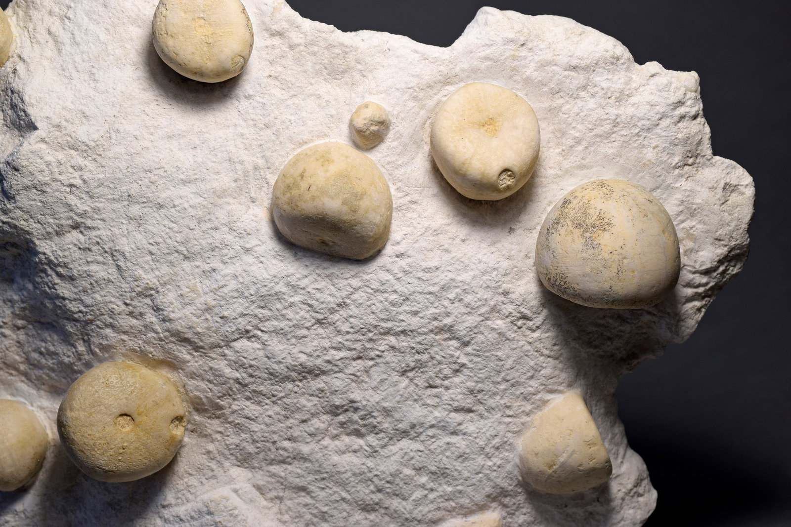 Slab with 13 Conulus subrotundus - 3