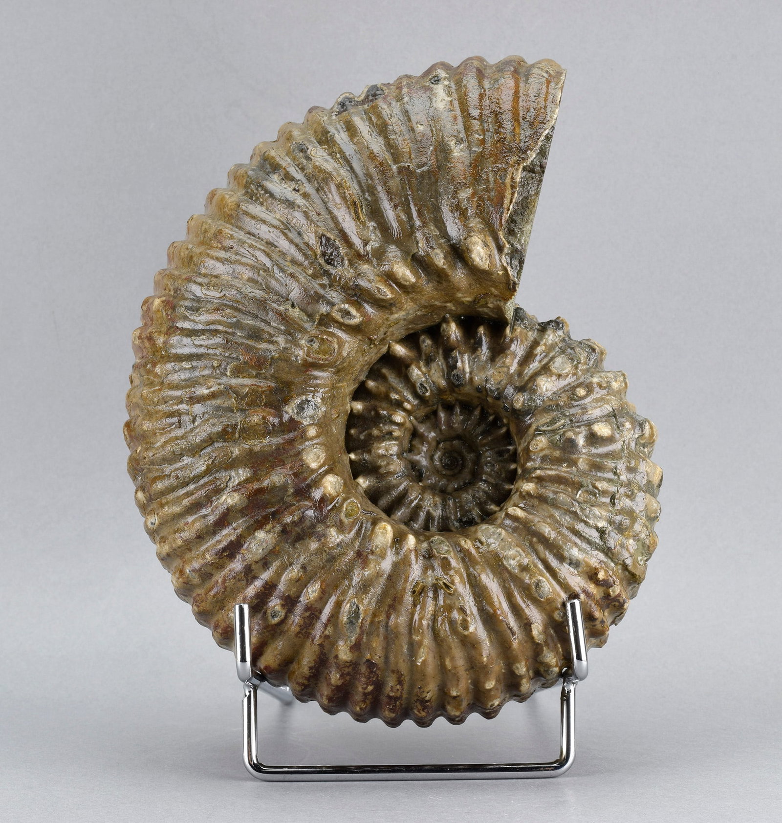 Beautiful 18 cm ammonite Douvilleiceras mammillatum (1 of 7)