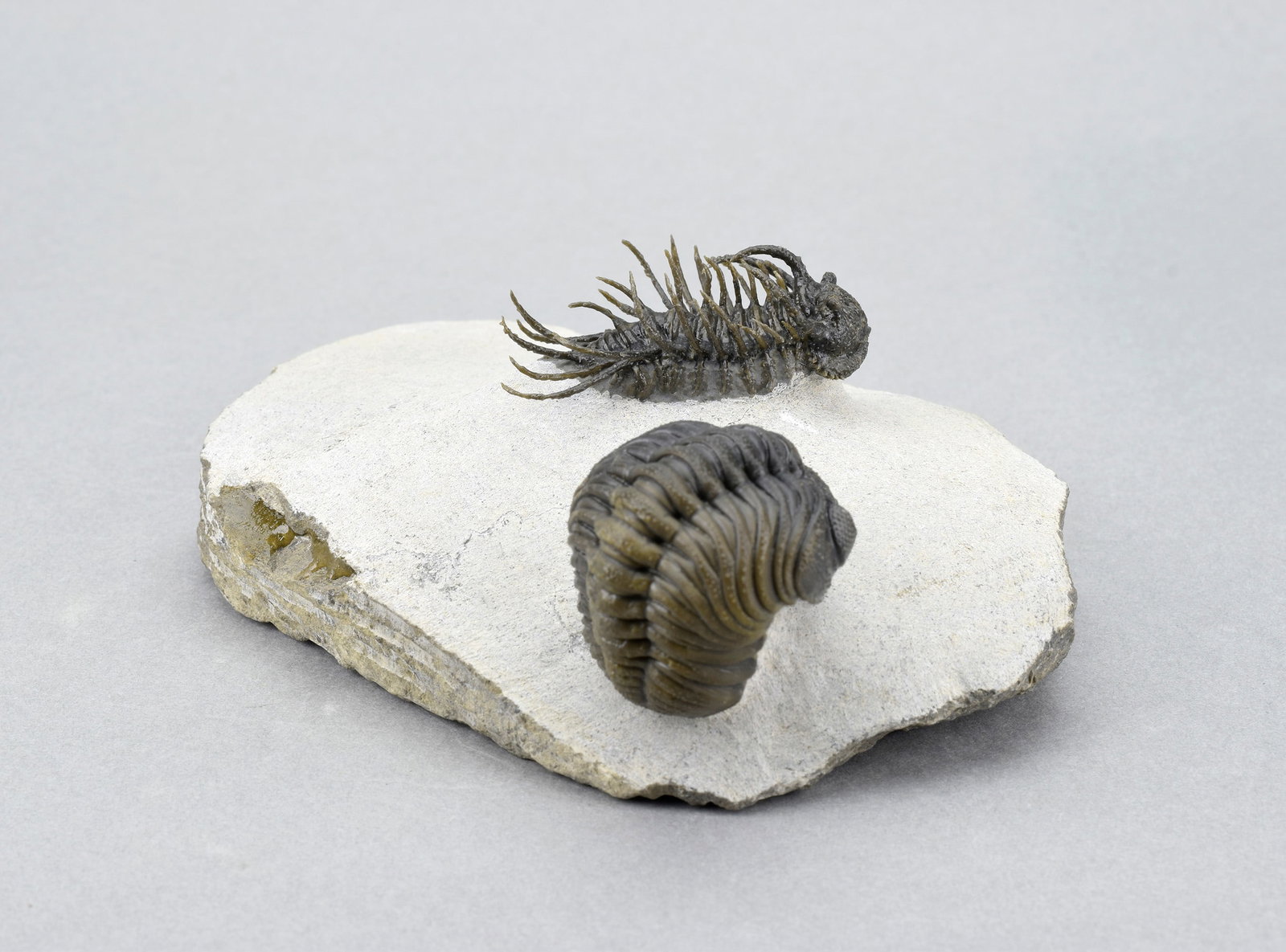 Outstanding Koneprusia and Phacops combo - 10