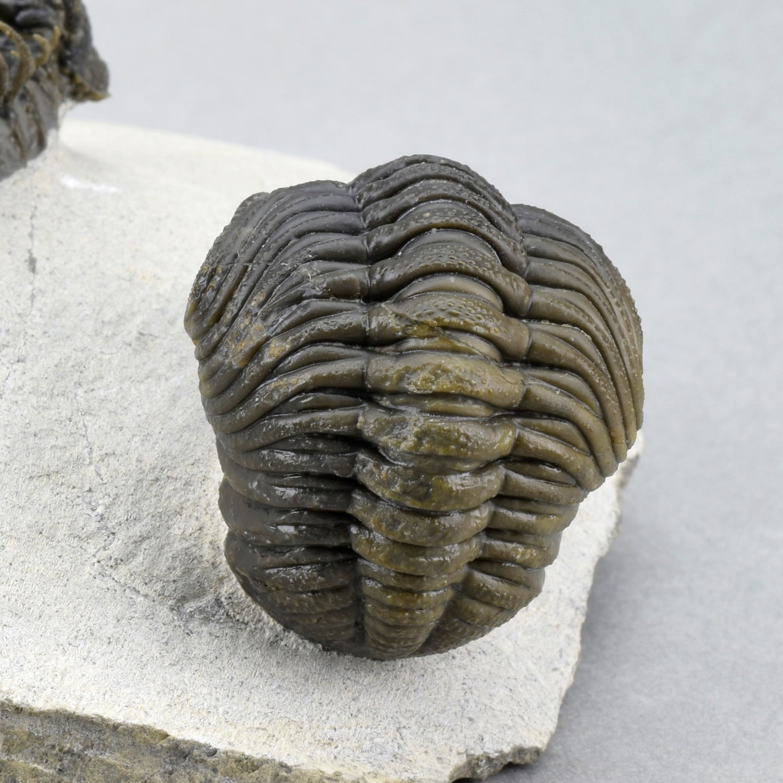 Outstanding Koneprusia and Phacops combo - 11