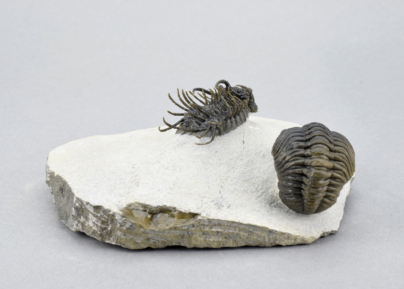 Outstanding Koneprusia and Phacops combo - 12