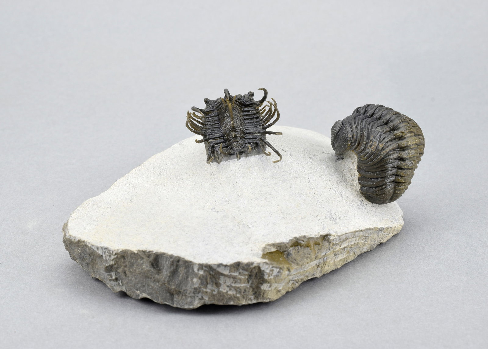 Outstanding Koneprusia and Phacops combo - 13