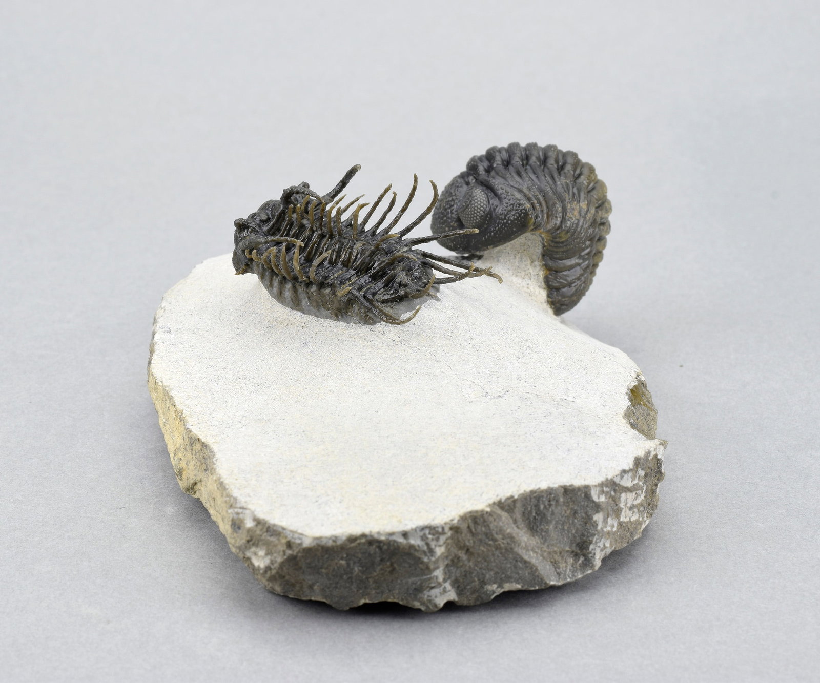 Outstanding Koneprusia and Phacops combo - 14