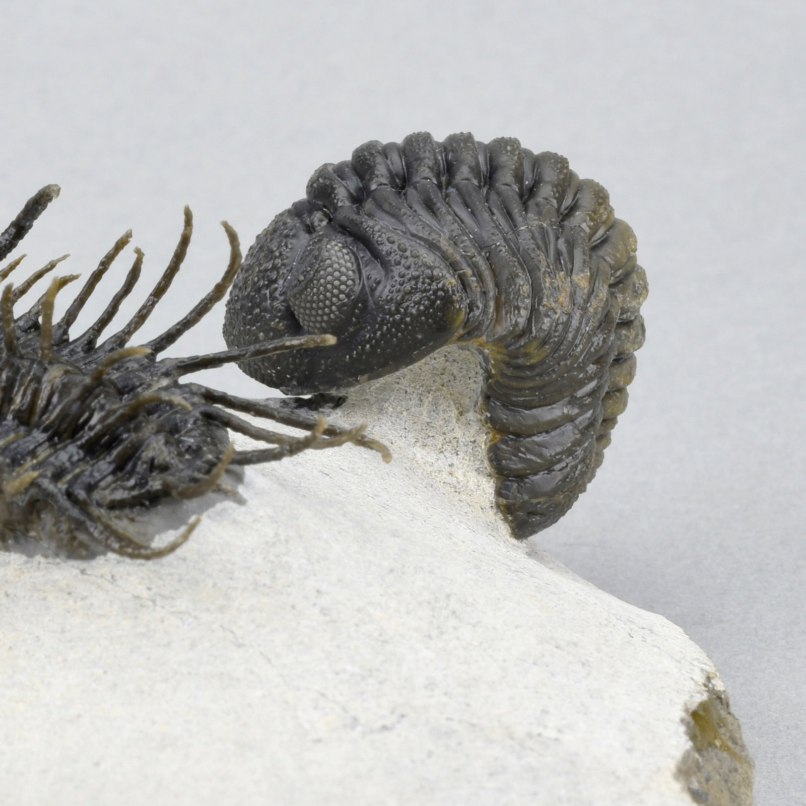 Outstanding Koneprusia and Phacops combo - 15