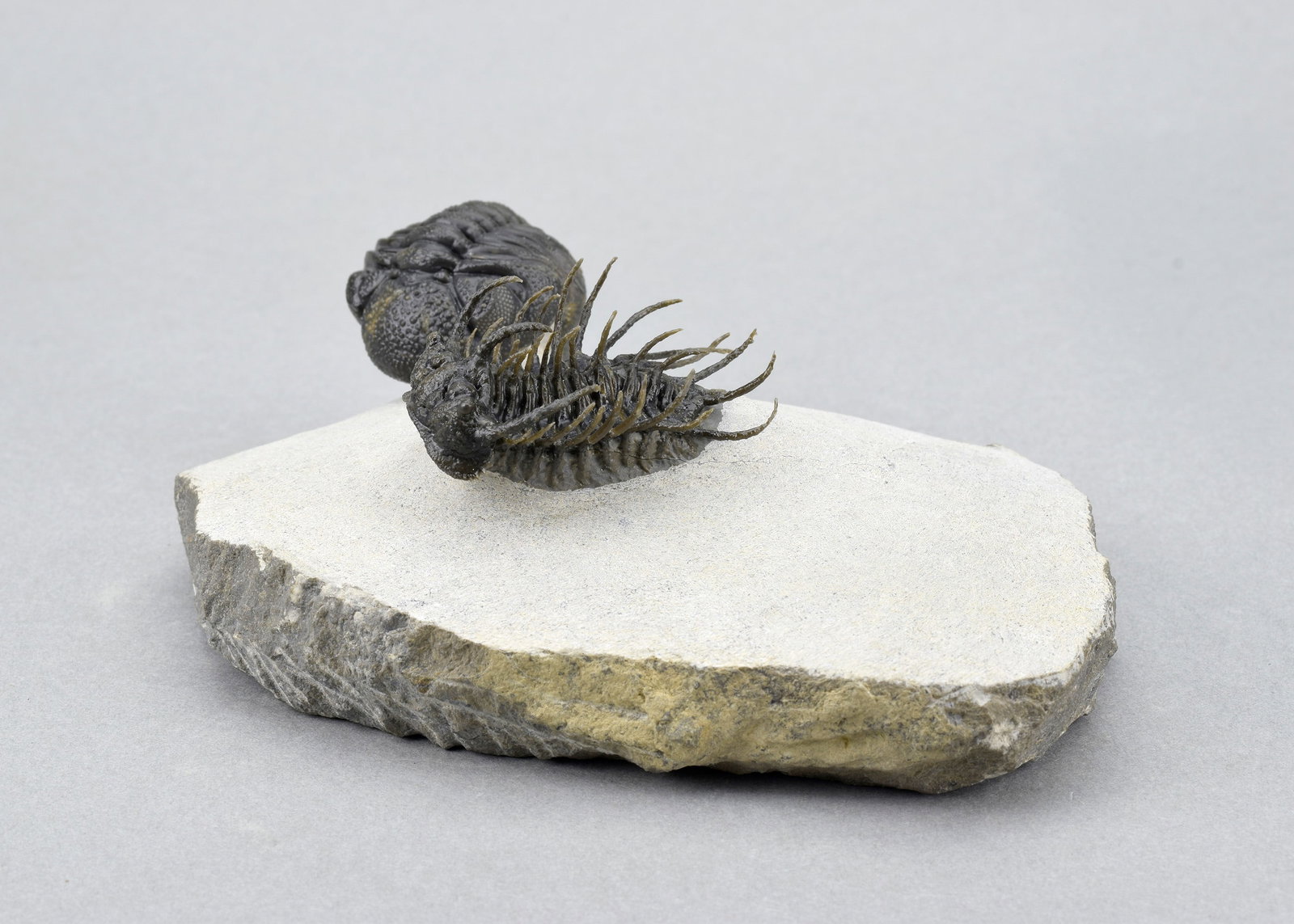 Outstanding Koneprusia and Phacops combo - 17