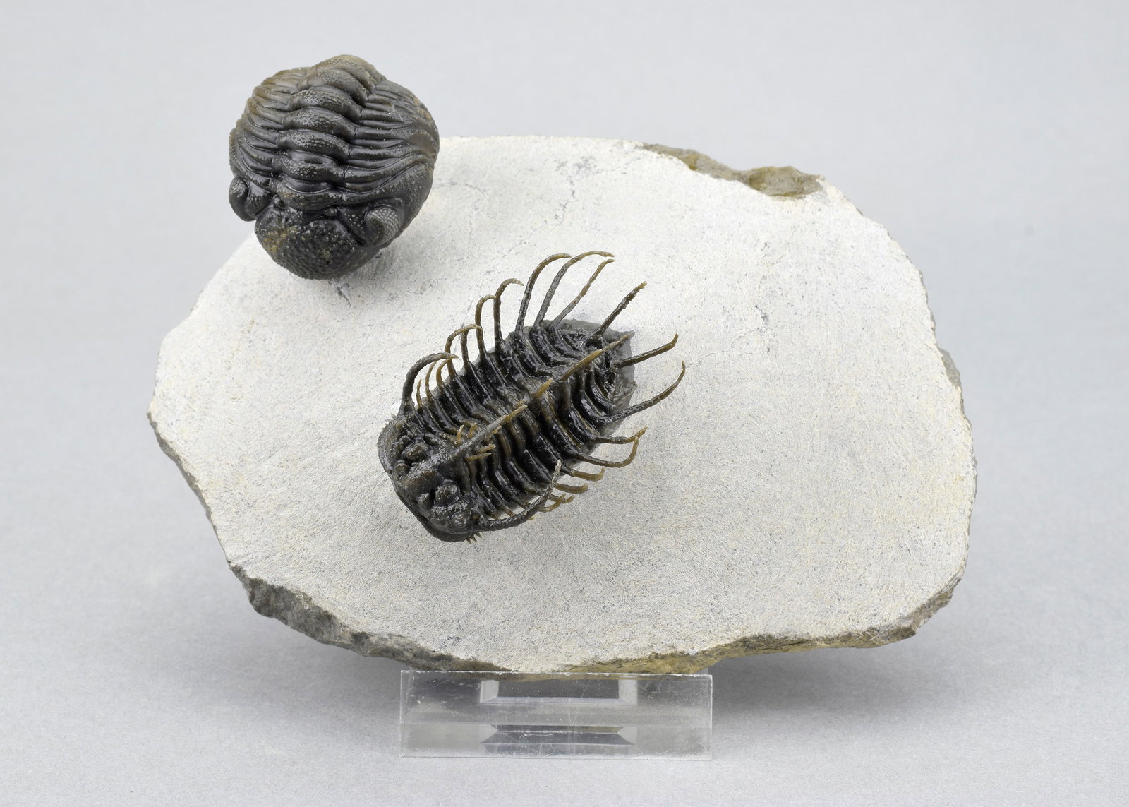 Outstanding Koneprusia and Phacops combo - 18