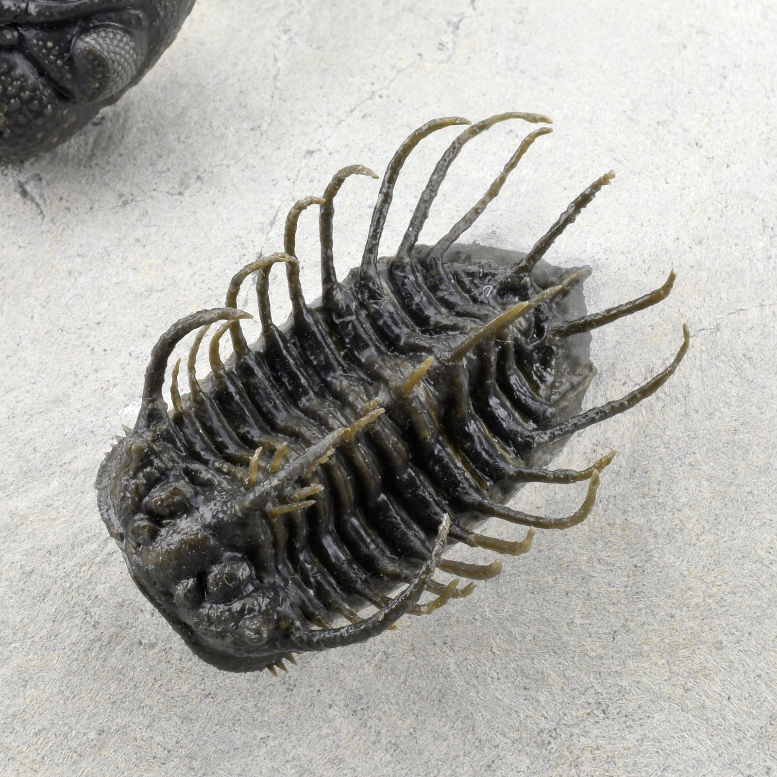 Outstanding Koneprusia and Phacops combo - 19