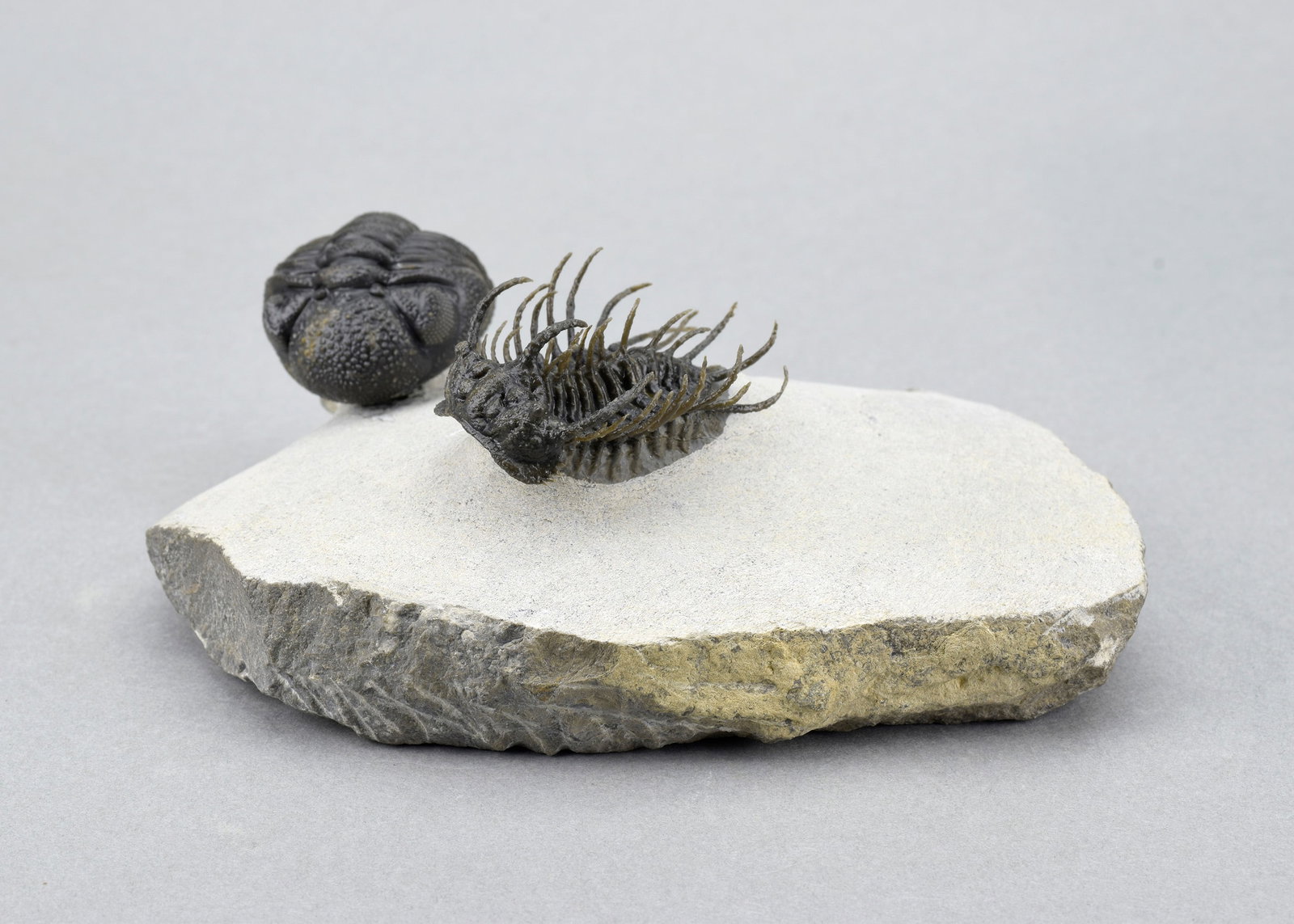 Outstanding Koneprusia and Phacops combo: Title: Outstanding Koneprusia and Phacops combo Origin: Morocco Size: c. 4.1 cm long (trilobite) - c. 11 x 7.5 cm (matrix) Description: Species: Koneprusia sp. and "Phacops" sp. Age: Devonian Locality
