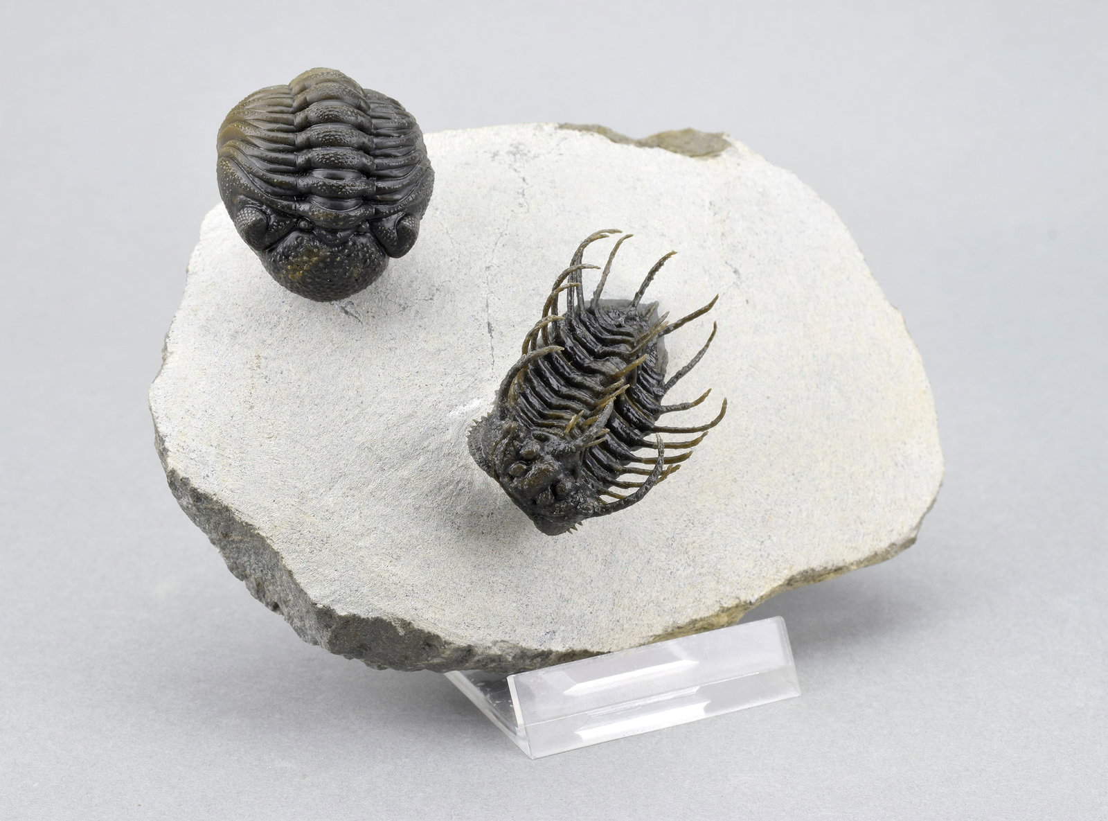 Outstanding Koneprusia and Phacops combo - 20