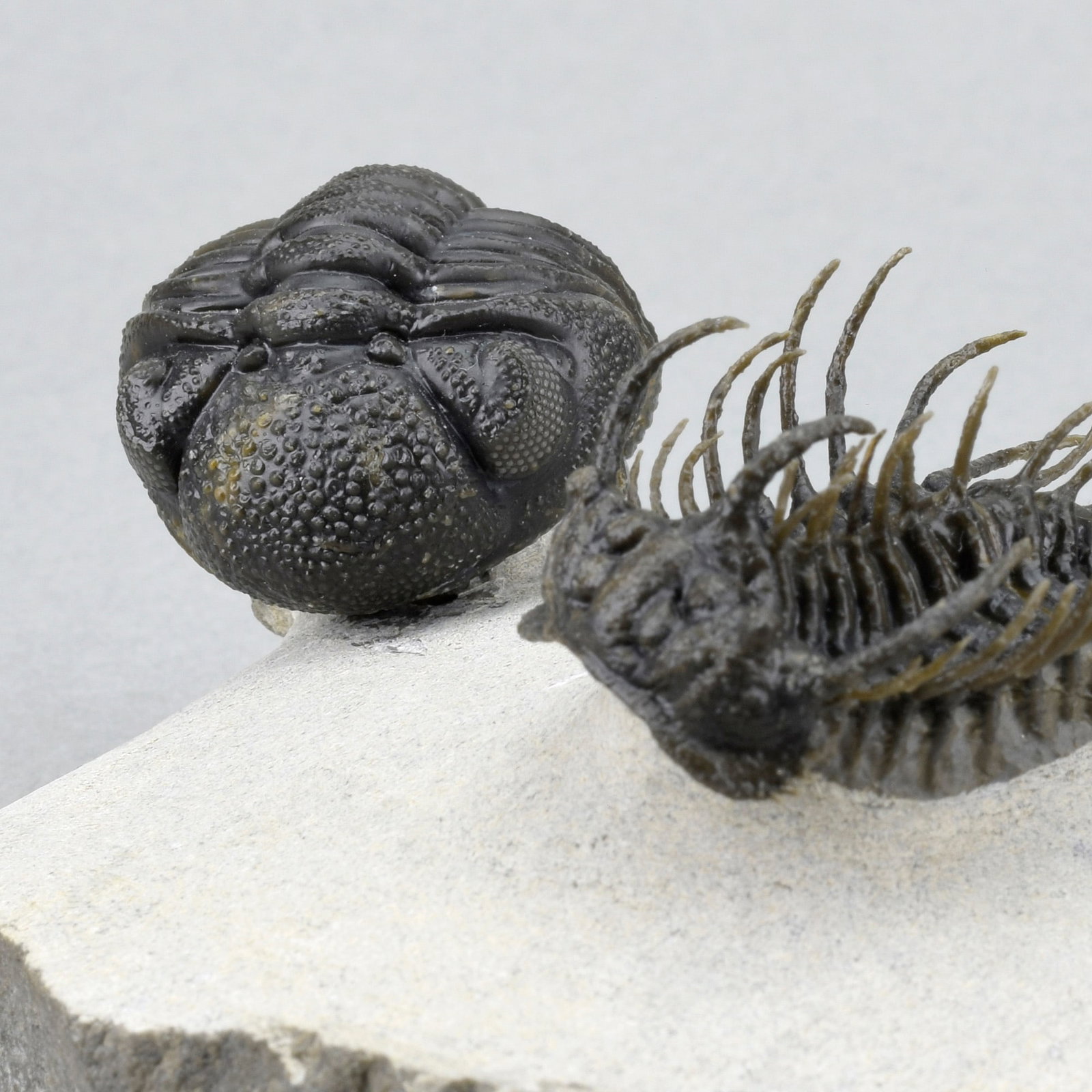 Outstanding Koneprusia and Phacops combo - 2