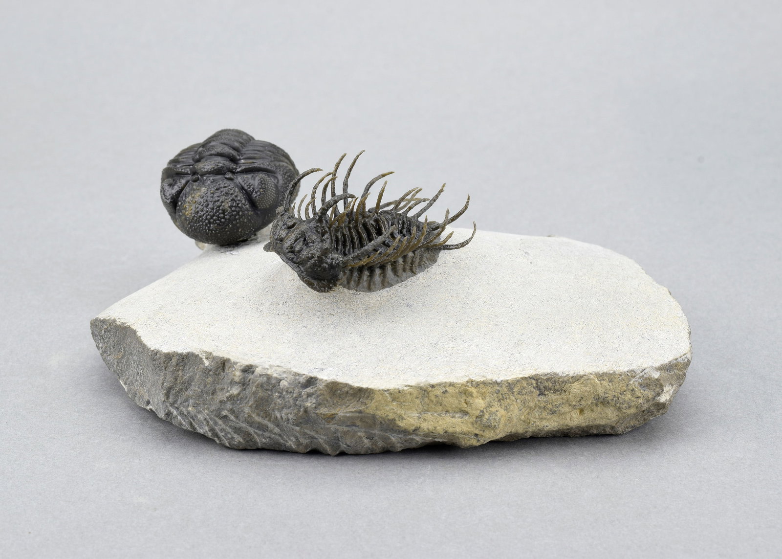 Outstanding Koneprusia and Phacops combo - 3