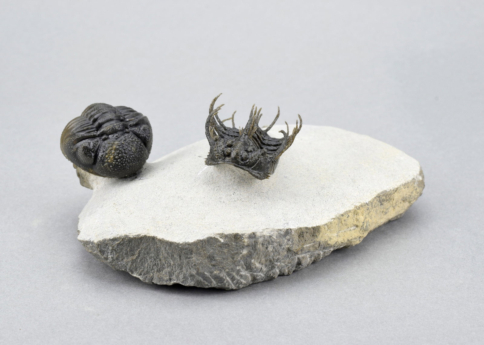 Outstanding Koneprusia and Phacops combo - 4