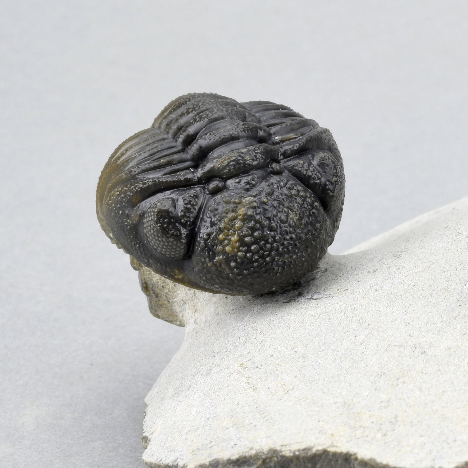 Outstanding Koneprusia and Phacops combo - 5