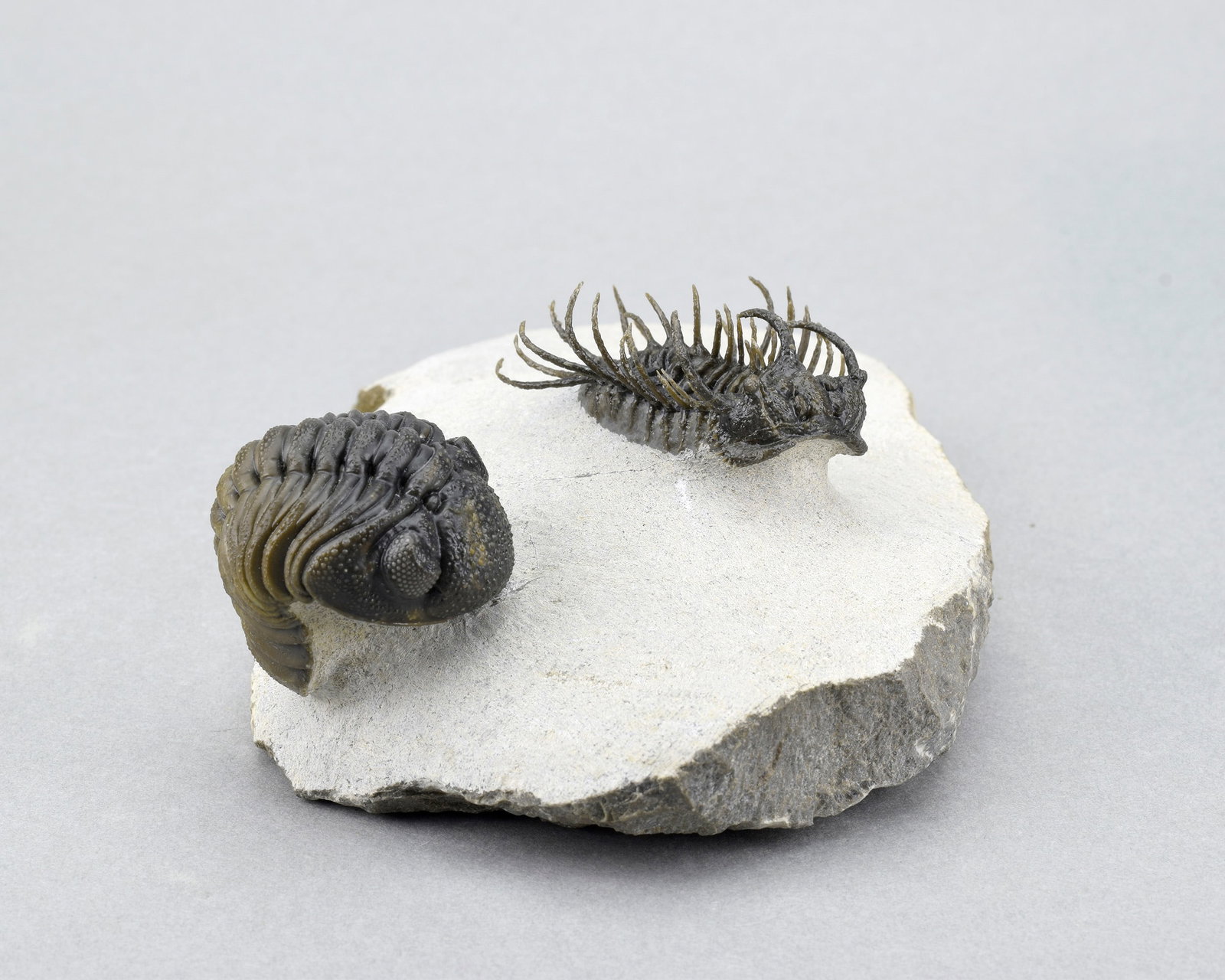 Outstanding Koneprusia and Phacops combo - 7