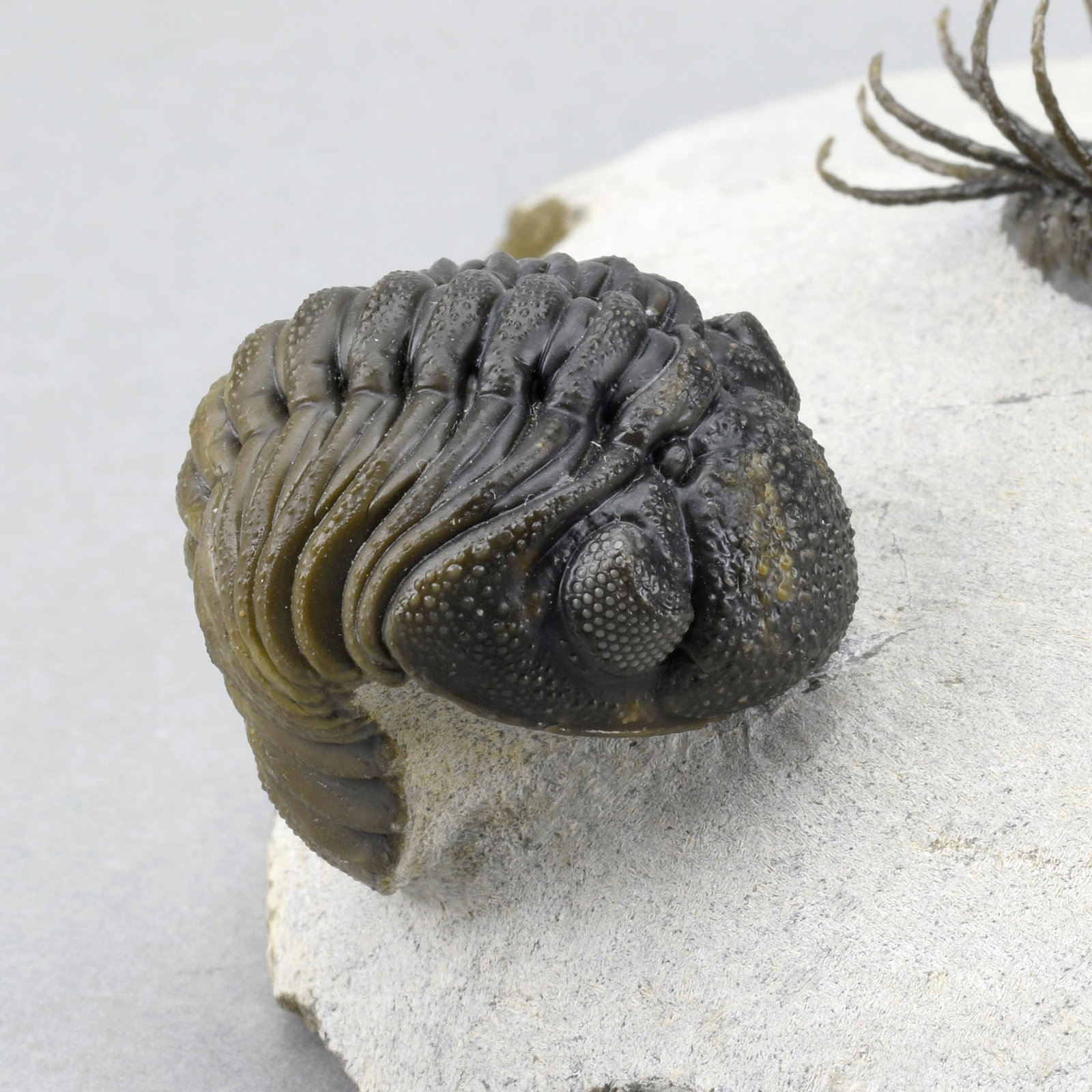 Outstanding Koneprusia and Phacops combo - 8