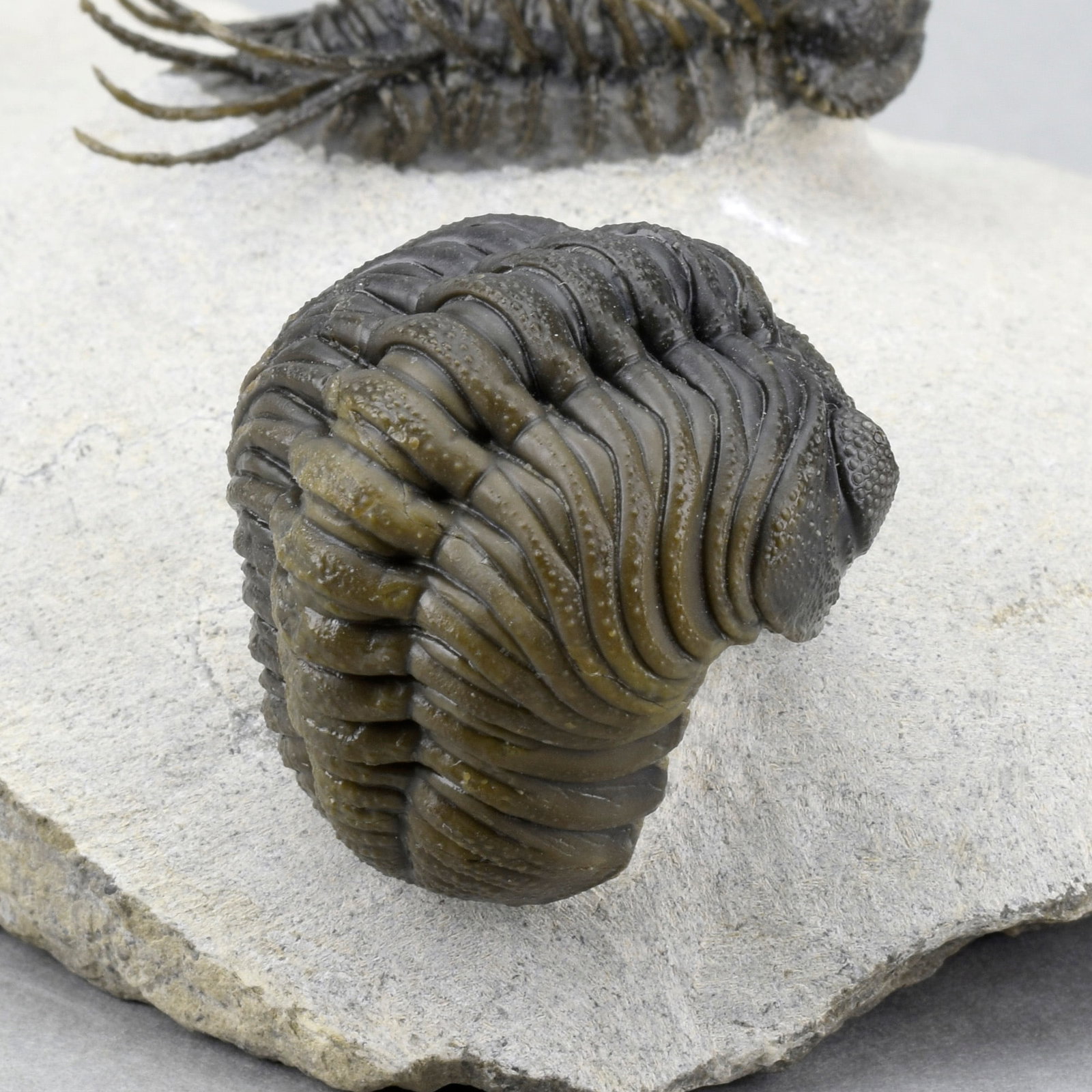 Outstanding Koneprusia and Phacops combo - 9