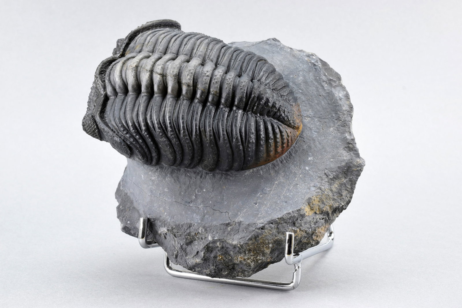 Finest trilobite Drotops megalomanicus - 11