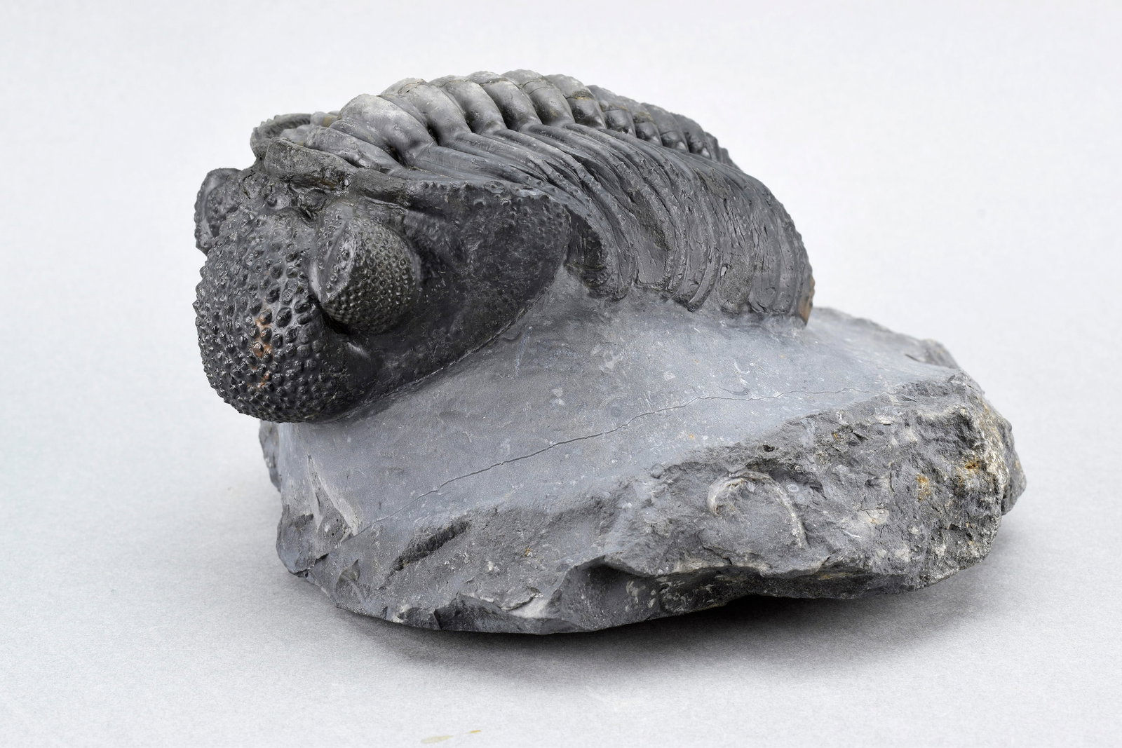 Finest trilobite Drotops megalomanicus: Title: Finest trilobite Drotops megalomanicus Origin: Morocco Size: c. 15 cm long (trilobite - if outstretched) Description: Species: Drotops megalomanicus Age: Devonian Locality: Morocco Measurements