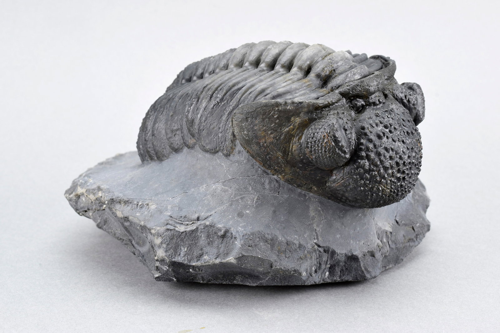 Finest trilobite Drotops megalomanicus - 3