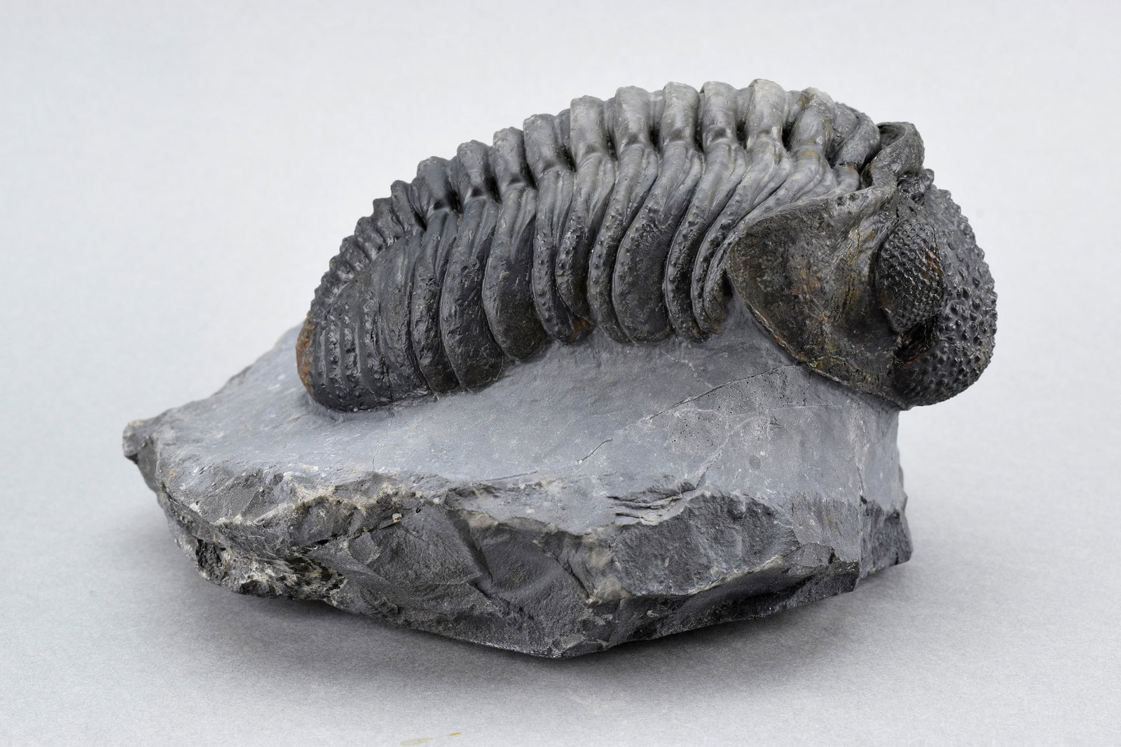 Finest trilobite Drotops megalomanicus - 4