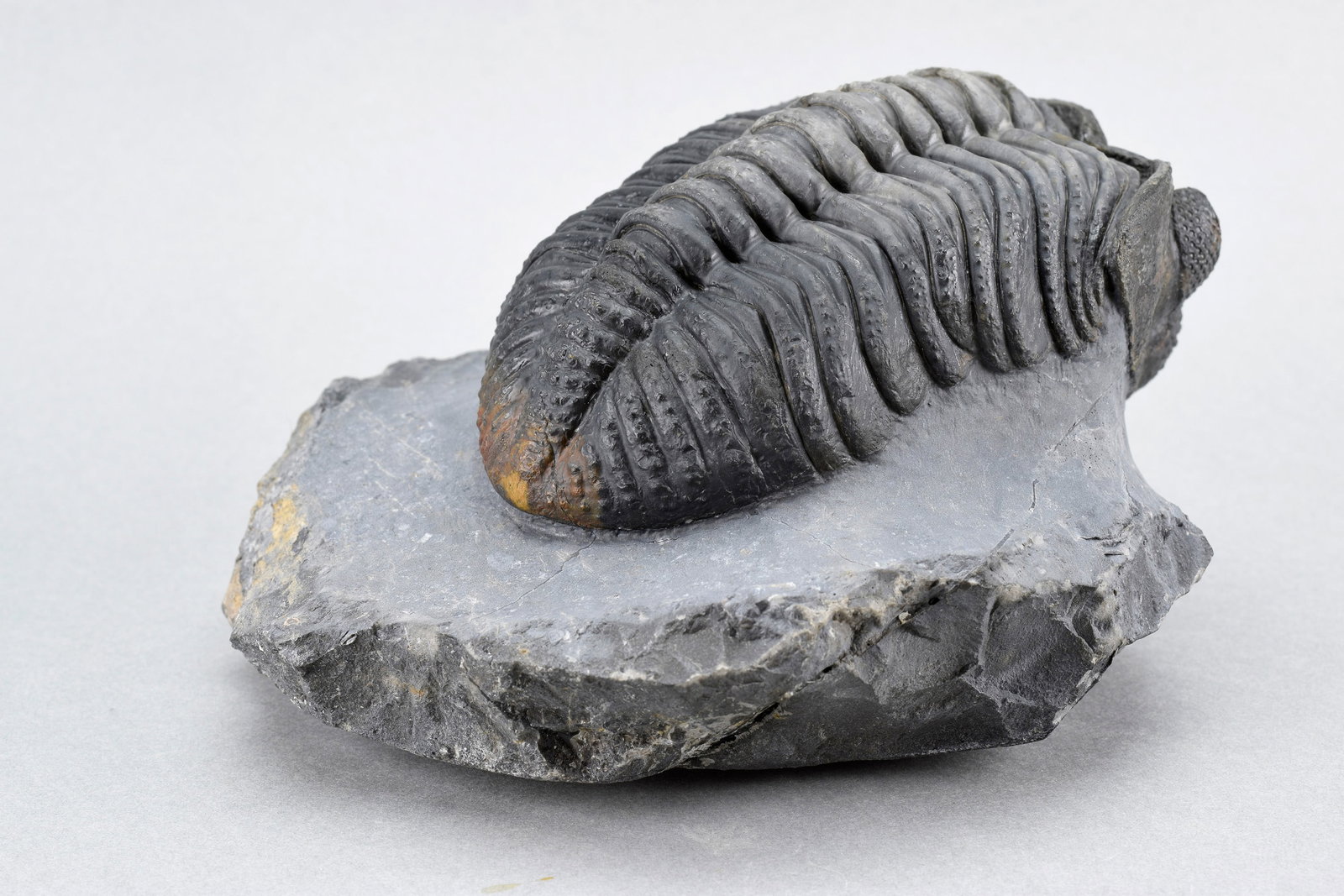 Finest trilobite Drotops megalomanicus - 5