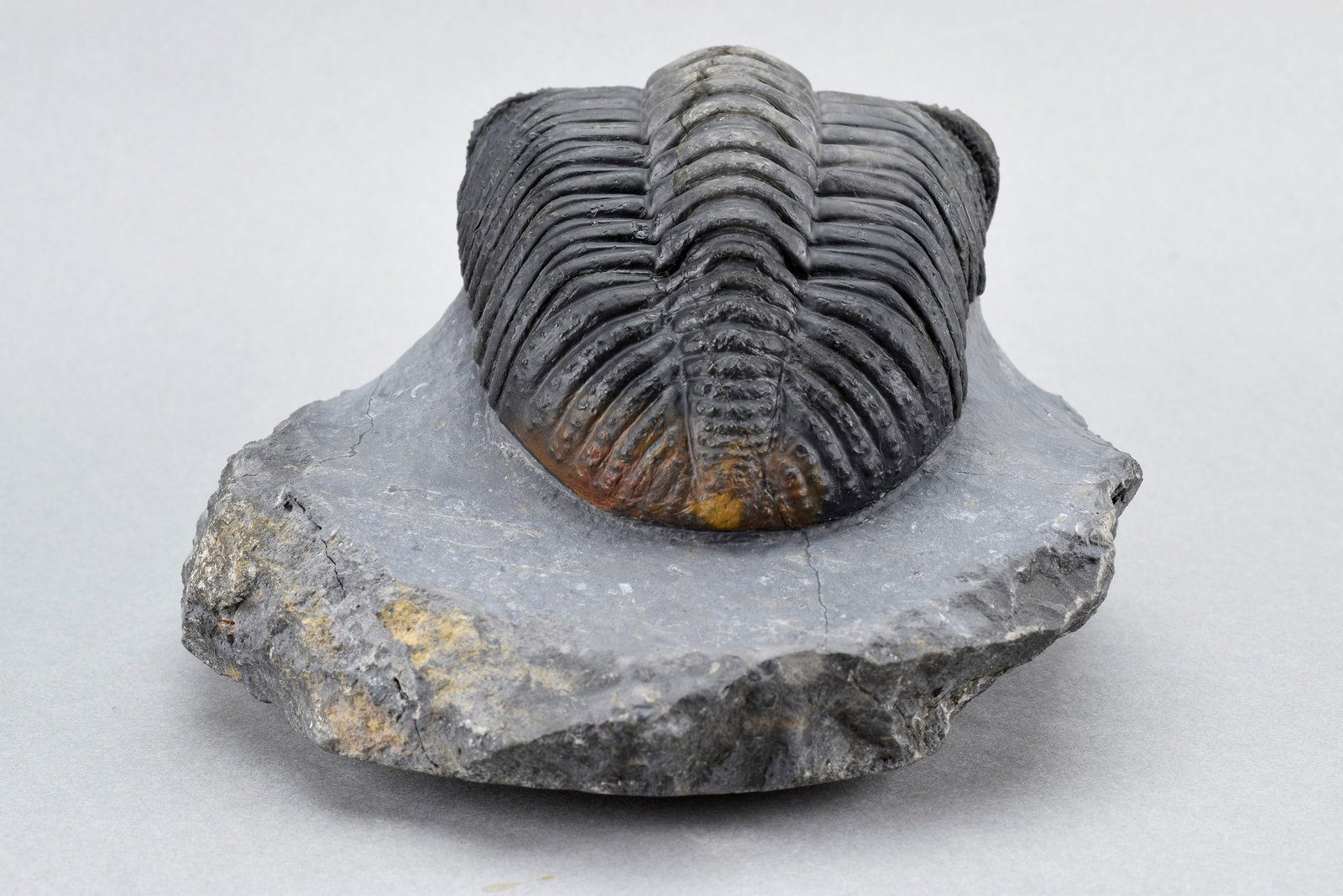 Finest trilobite Drotops megalomanicus - 6