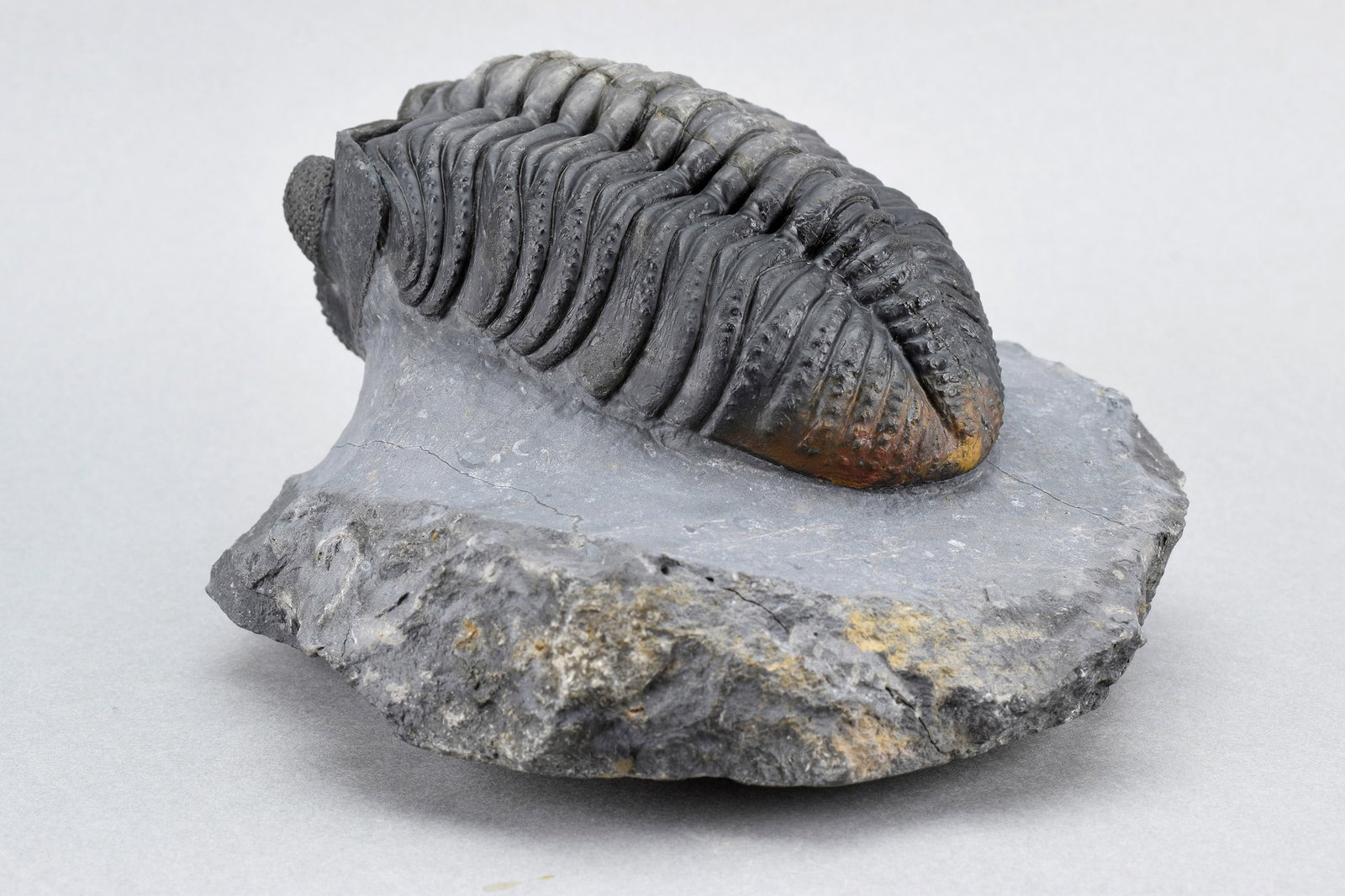 Finest trilobite Drotops megalomanicus - 7
