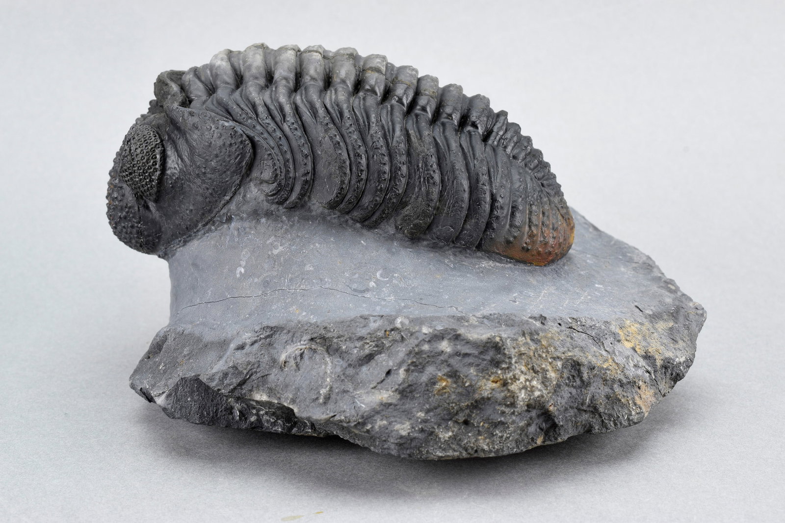Finest trilobite Drotops megalomanicus - 8